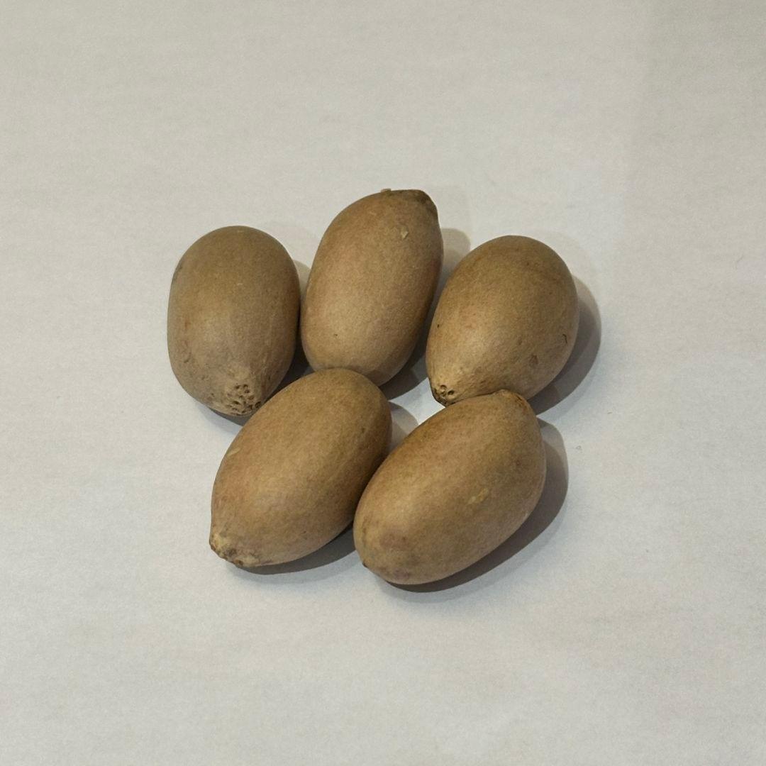 正規輸入種子1粒 エンセファラルトス アレナリウス トゥルーブルー