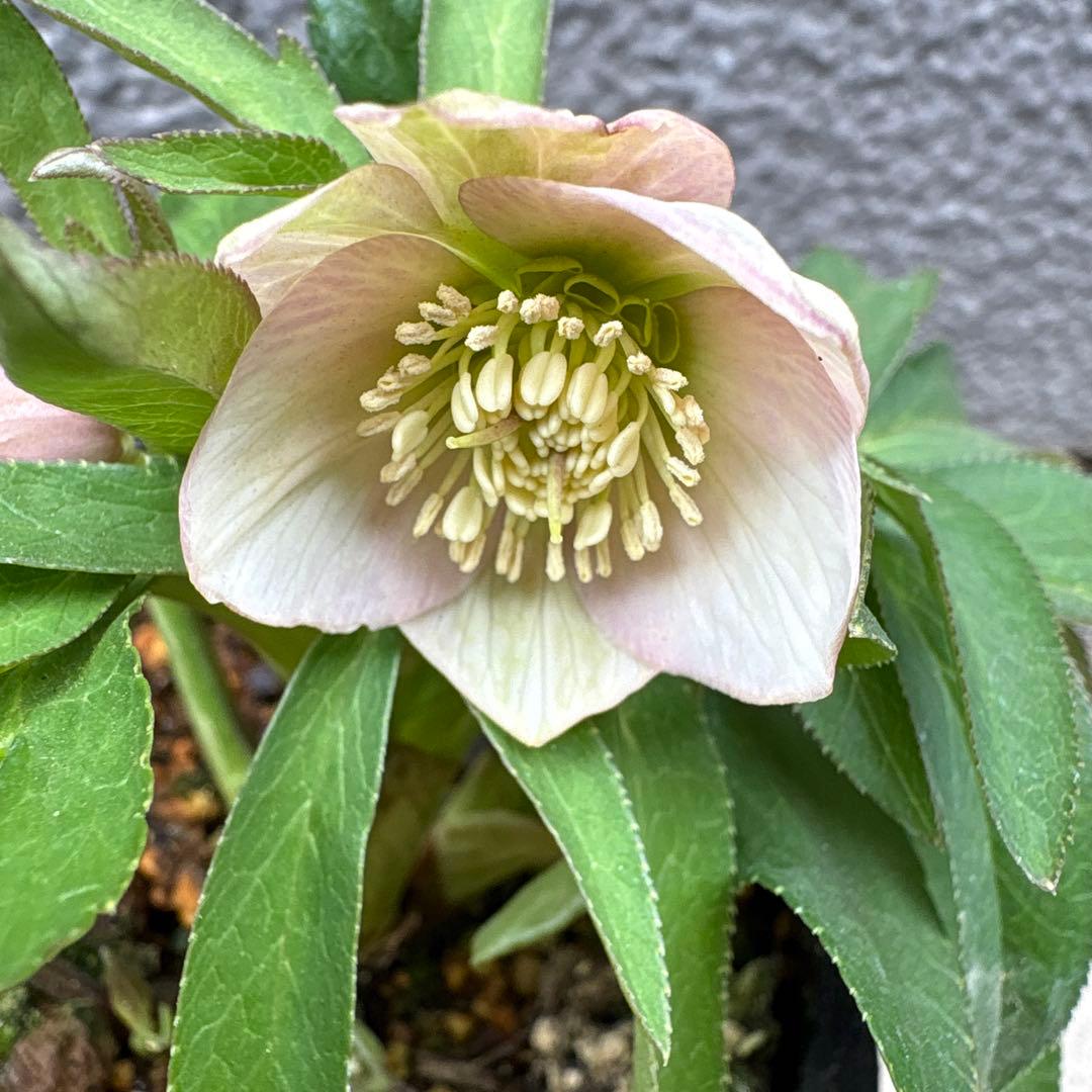 横山園芸　クリスマスローズ　ベビードール　　プチドール　ポットごと 一点物】横山園芸 クリスマスローズ ベビードール（プチドール） 4.5号