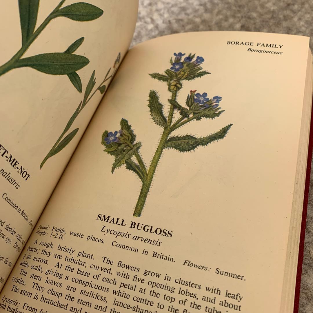 植物図鑑 洋書 ボタニカルアート アンティーク リトグラフ イギリス