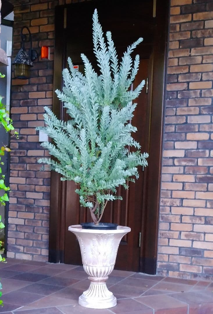 アカシア ブルーブッシュ 綺麗な樹形 155cm 9号鉢❗ 大型 シルバー