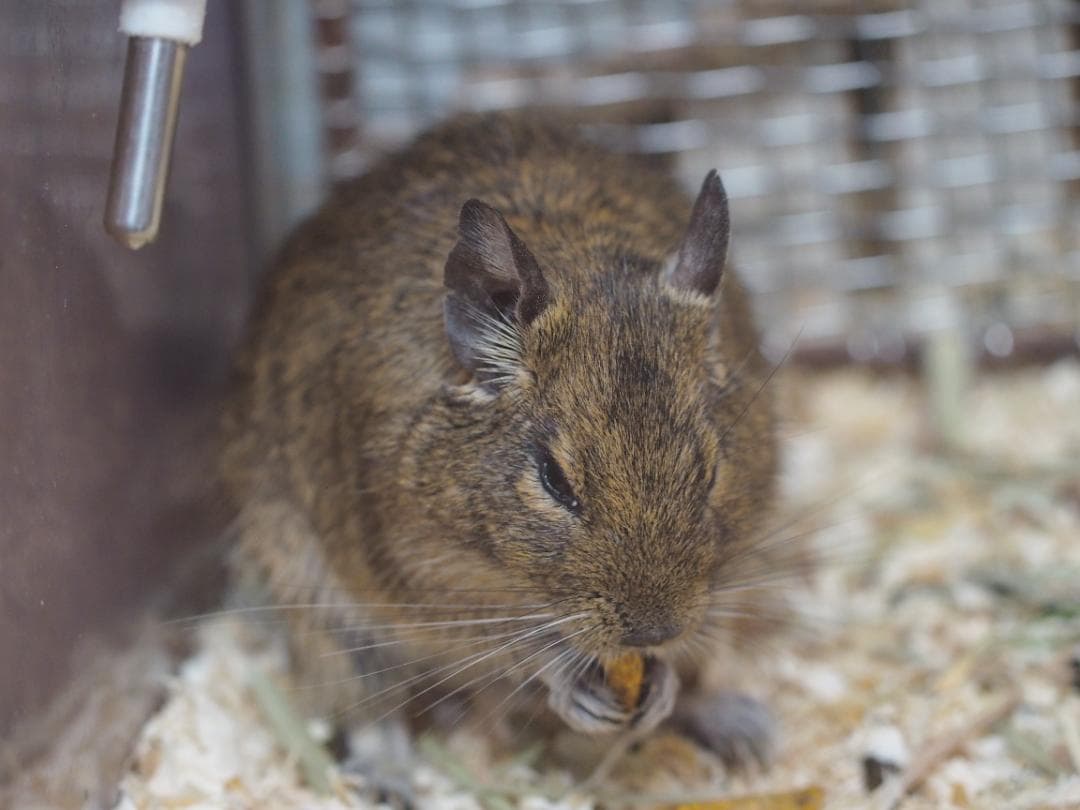 レンズ(ズーム) Olympus ZUIKODIGITAL ED 50-200mmf2.8-3.5