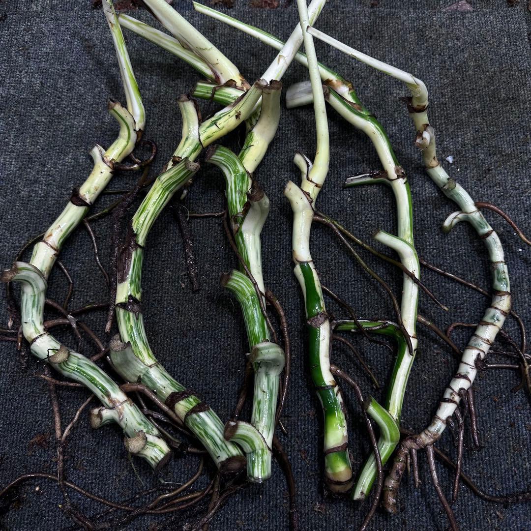 さ**様 斑入りモンステラホワイトタイガー大茎6株おまとめ モンステラ 斑入り ホワイトタイガー H90cm W60cm 口径20cm | Garden