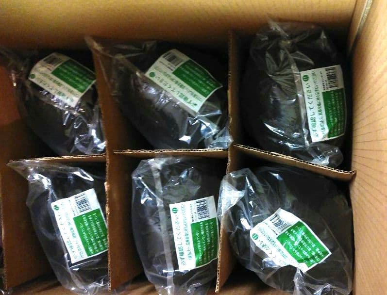 【新品】 美容師国家試験用 ビューラックス カットウィッグ 02-20-19　6 ビューラックス – 美容師実技試験 レイヤースタイル用