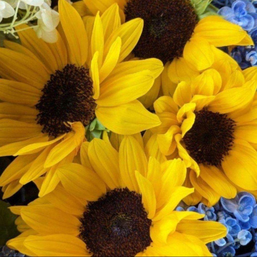 【限定】ちびよた 限定】ちびよた ホンダ ライブ・Dio ZX」のスペシャルカラーを限定発売