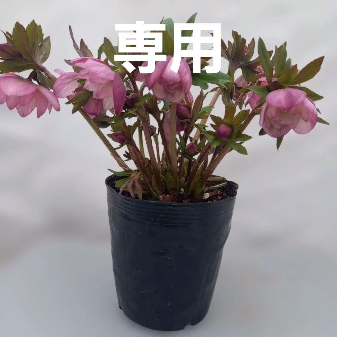 あふれるつぼみ！春色ピンク♪クリスマスローズ、大苗、開花株 - メルカリ