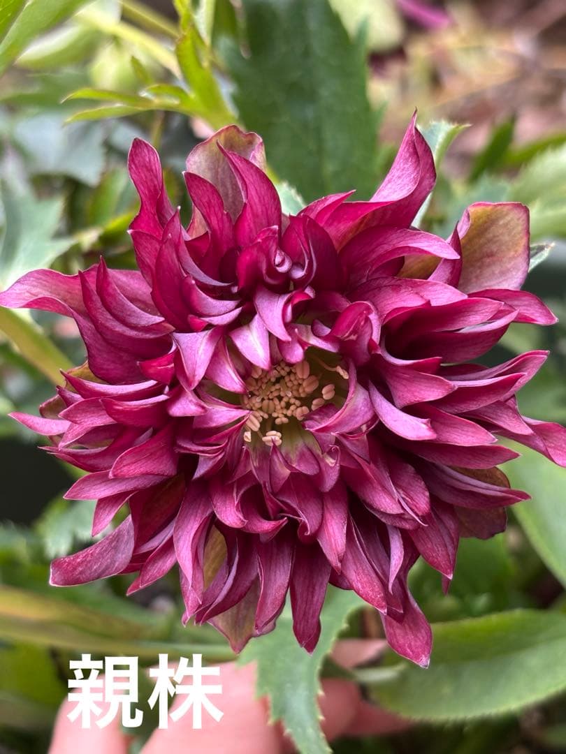 7 広瀬園芸 クリスマスローズ クレオパトラリバーシブルレッド 株分