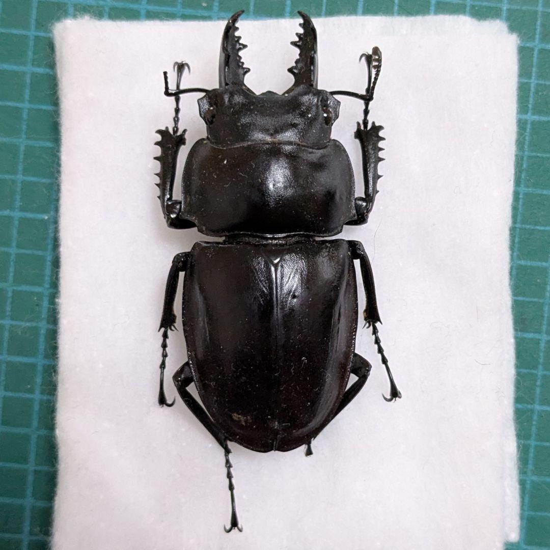 標本 規制前野外品 ヤエヤママルバネクワガタ 石垣島56mm - メルカリ