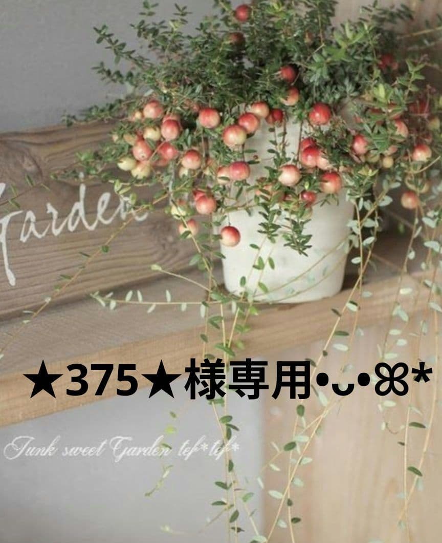 ★375★ページ 686 six eight six 24/25 Collection『 DOJO PANT 』 スノーボード