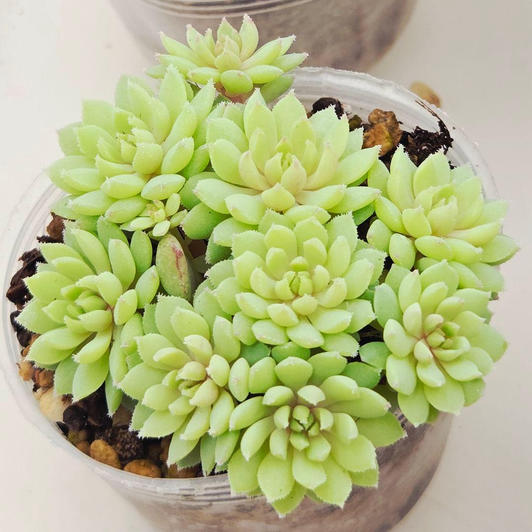 ㉖大きめ苗青鬼❣️ちょこん❣️そわそわ❣️おらいさん発根済 6苗