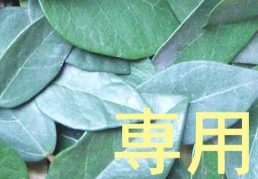 28日（月） 20時迄【リピート くるみ】 OG EA 15ml CP 僕のヒーローアカデミア チビちびぐるみ～GiGO限定～｜商品情報