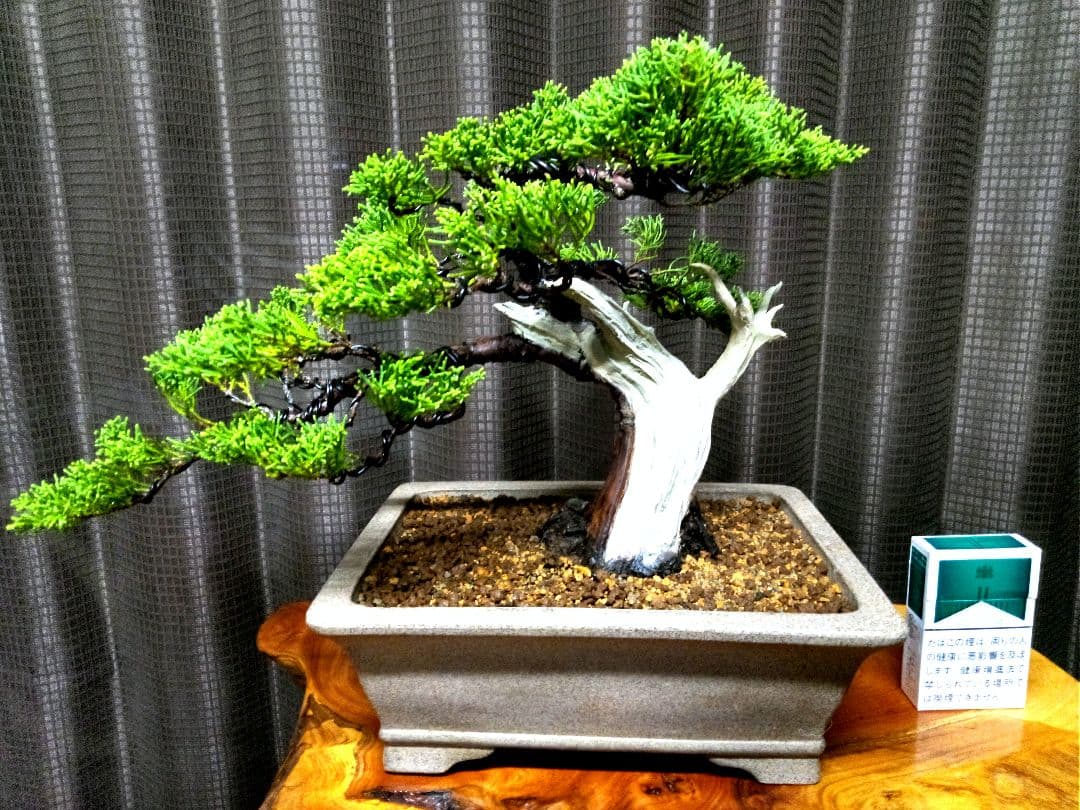 【貴風　糸魚川真柏盆栽】　　　　⭕幹太…新春セール❗ 　★1月末まで限定価格★ 楽天市場】(株)一樹園 糸魚川真柏 貴風盆栽 樹齢18年 : 一樹園