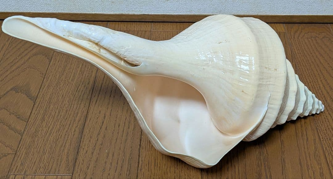 希少・40cm超え！】アラフラオオニシ貝 法螺貝 コレクション www