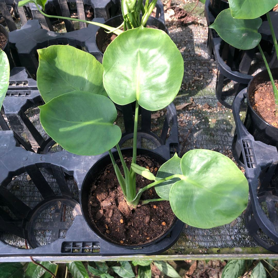 モンステラ デリシオサ 福助 - メルカリ