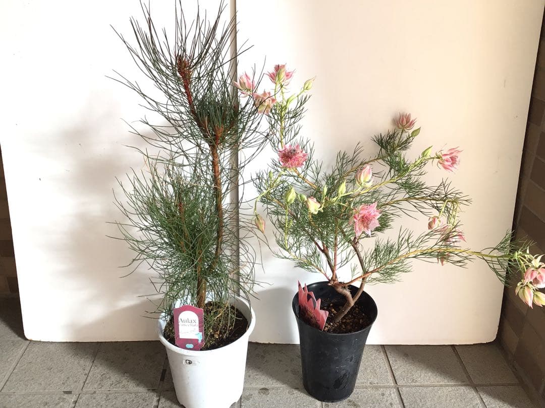 Sao‼︎ 2個お纏め商品 Amazon.co.jp: バンダイ (BANDAI) UNION ARENA ブースターパック