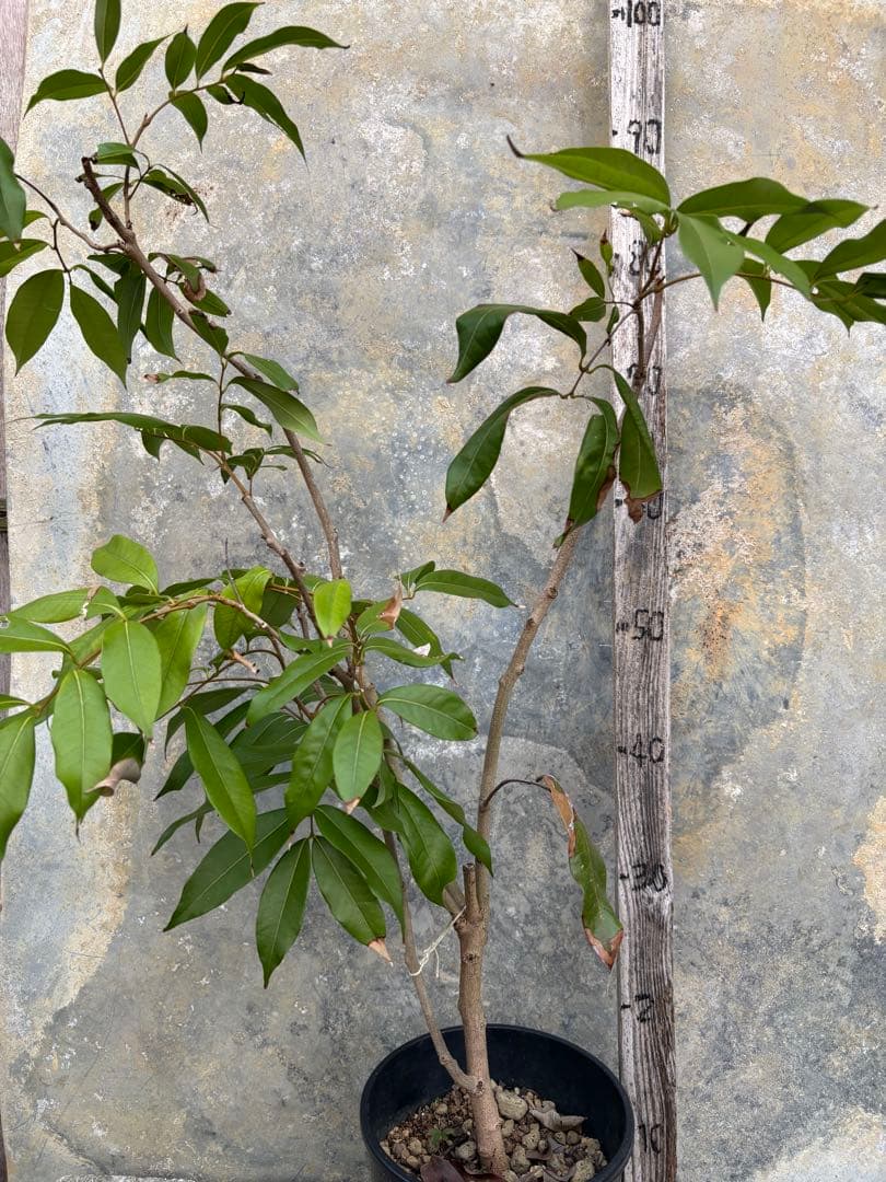 期間限定お値下げ　ライチ　玉荷包　 取り木苗 ライチ玉荷包取り木苗 - 植物と雑貨のセレクトショップ・石垣島