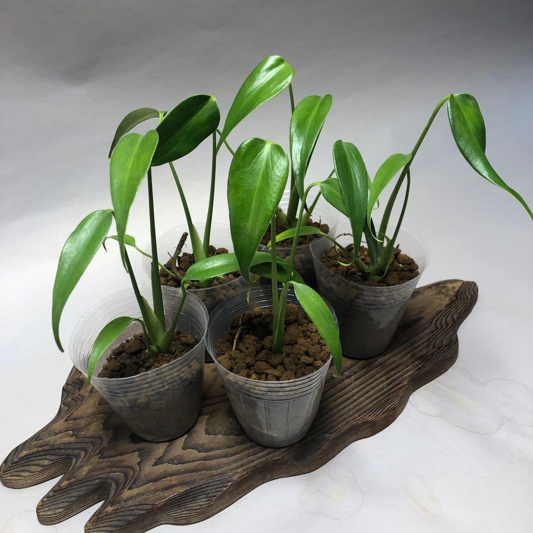 MS59 5株セットモンステラ バールマルクスフレーム - メルカリ