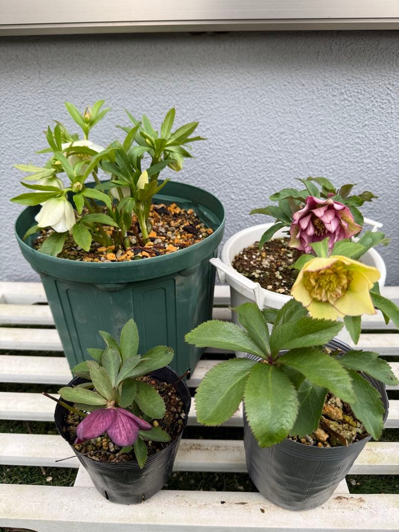 クリスマスローズ 4株セット - メルカリ