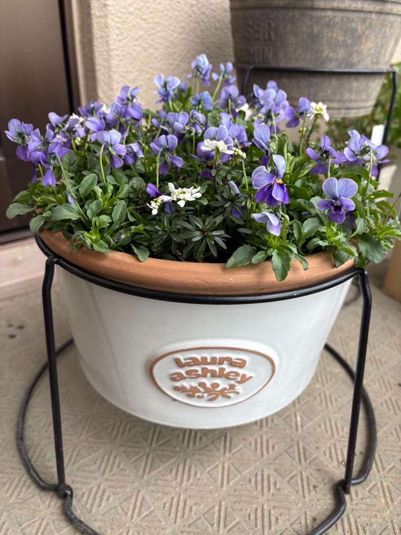 ブルージャスミンのおしゃれな鉢植え大型・スタンド付☆ LAURA ASHLEY