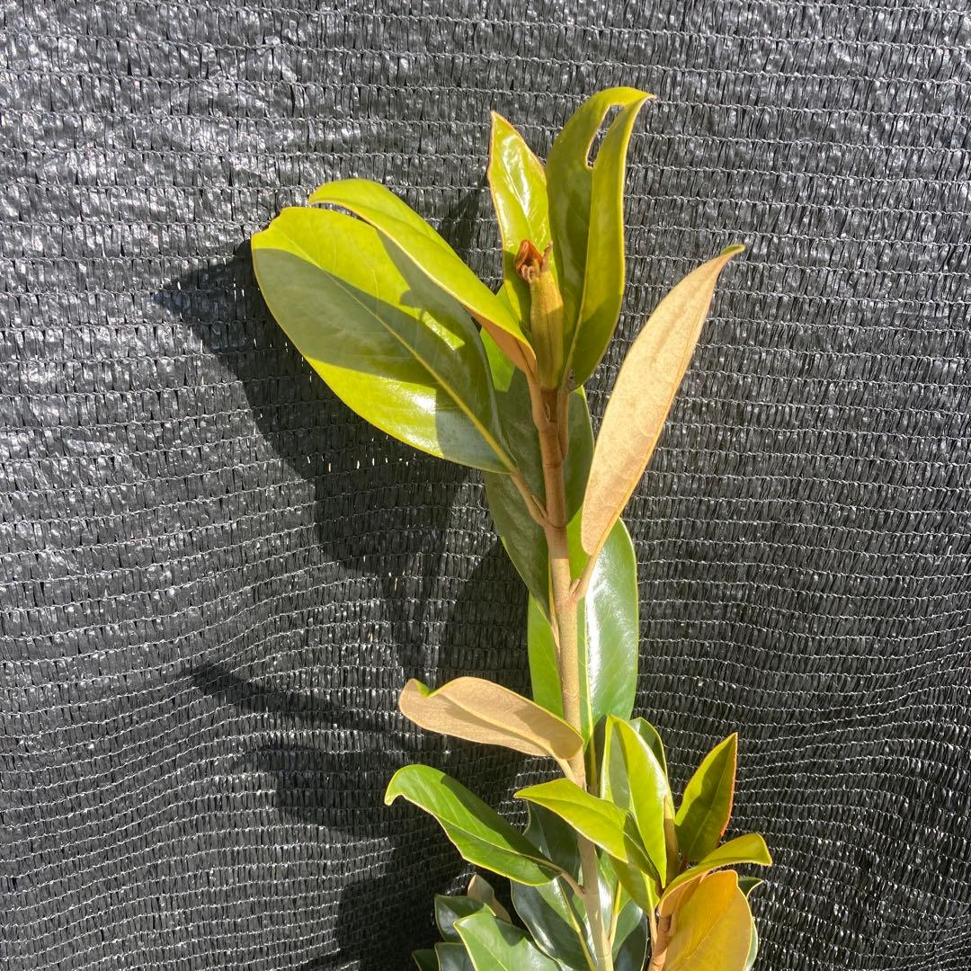 ③*:ஐ四季咲き・矮性！*:ஐ丈夫な接木・タイサンボク・苗木【リトル