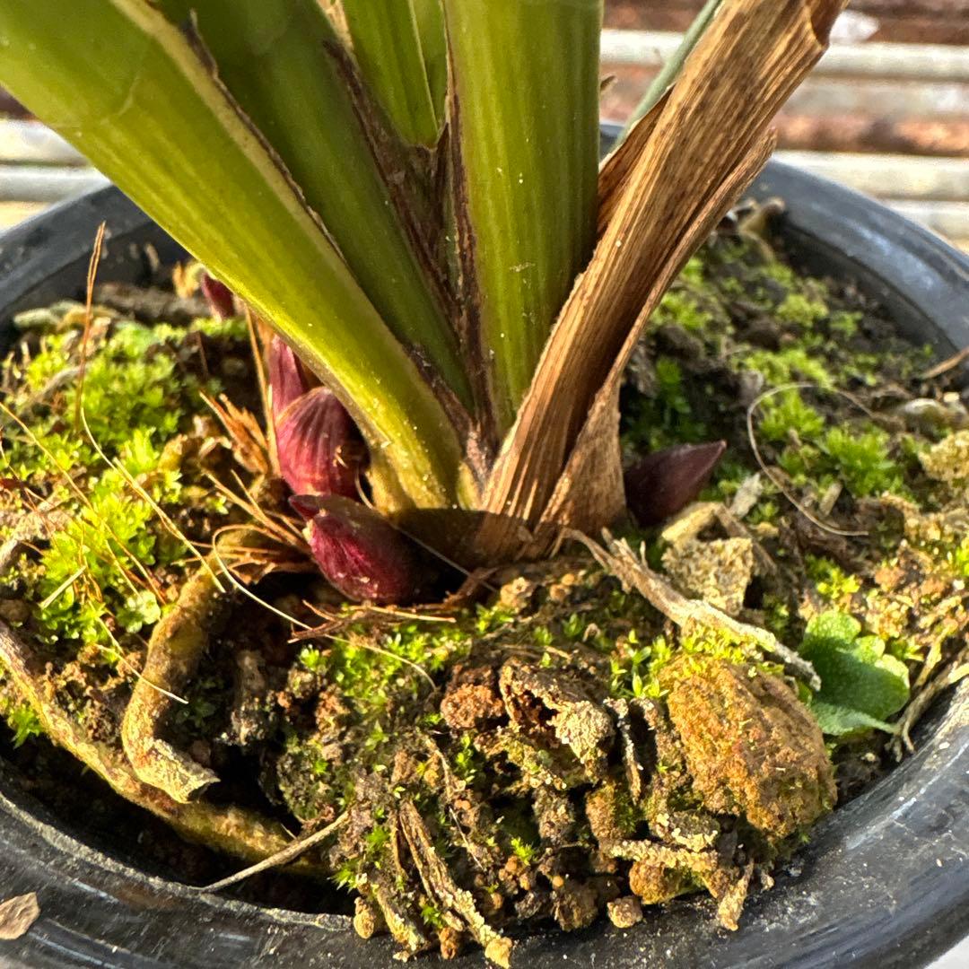 キンリョウヘン原種 2鉢セット 花芽計6付き - メルカリ