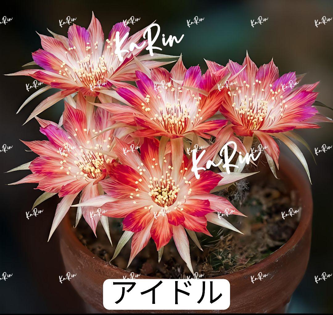 52アイドル2点 新品種 花サボテン ロビビア属 複色咲き 群開花 小さ目