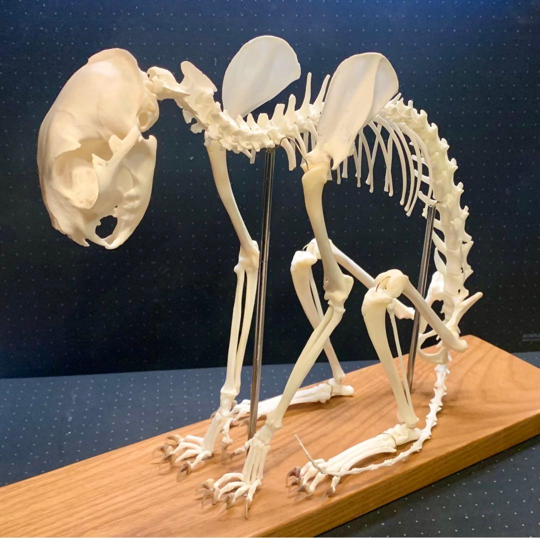 猫 骨格標本 全身 頭骨 - メルカリ