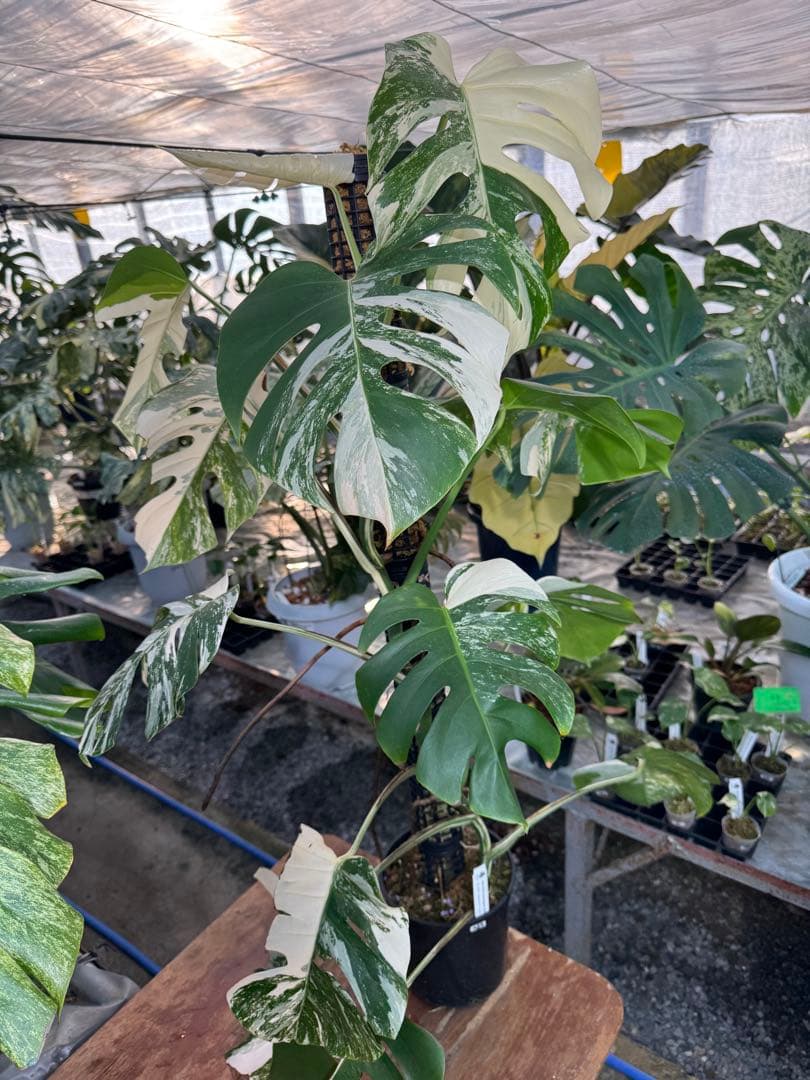 AB3モンステラ　ボルギシアナ　アルボ　白斑入り　鉢モスポール付き　高100cm モンステラ ボルギシアナ アルボ ホワイトタイガー斑入り 鉢モスポール