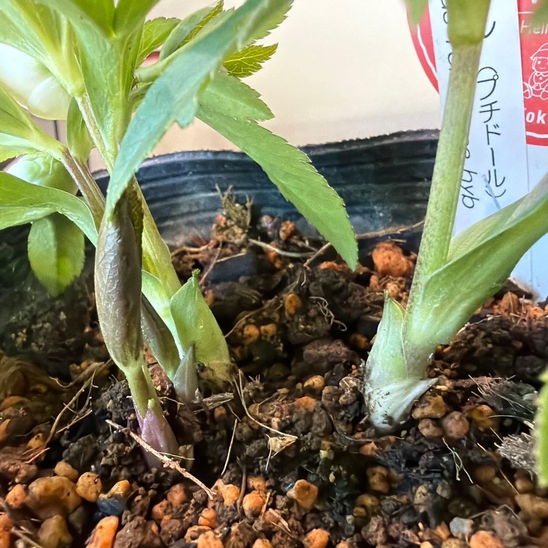 【横山園芸】クリスマスローズ ベビードール　 プチドール《1/8》ホワイト系