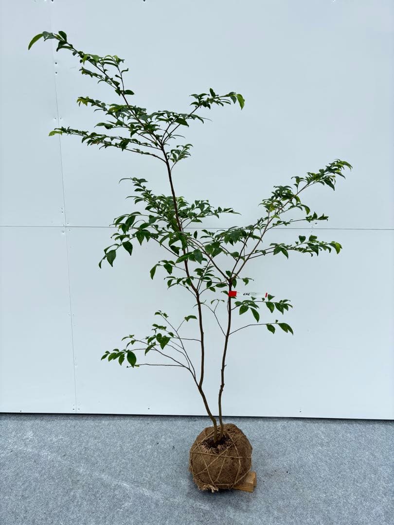 自然な樹形が美しい 山採りの ヒサカキ 646 樹高1.4m位 ヒメサカキ 姫