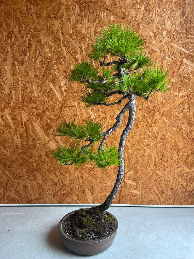 赤松 盆栽 文人木 - メルカリ