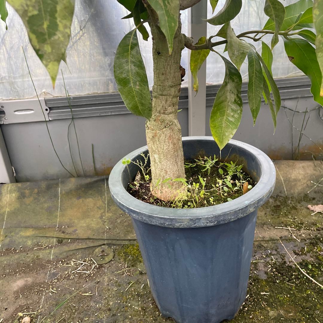 マンゴー苗品種リリー10号 特大