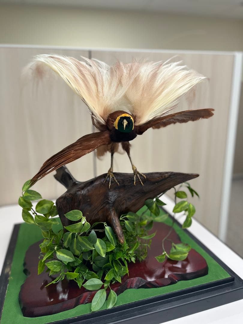 淡*雪様 鳥の標本 極楽鳥 インドネシア 剥製 - メルカリ