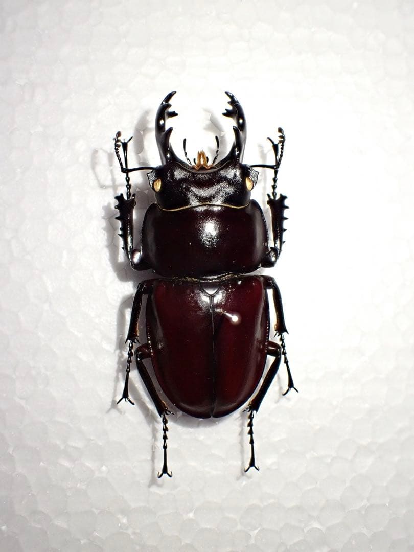 【標本】ヤエヤママルバネクワガタ　西表島産　61.3ミリ　飼育品 ヤエヤママルバネクワガタ ペア♂46.8mm♀42.1mm 西表島 - Insect