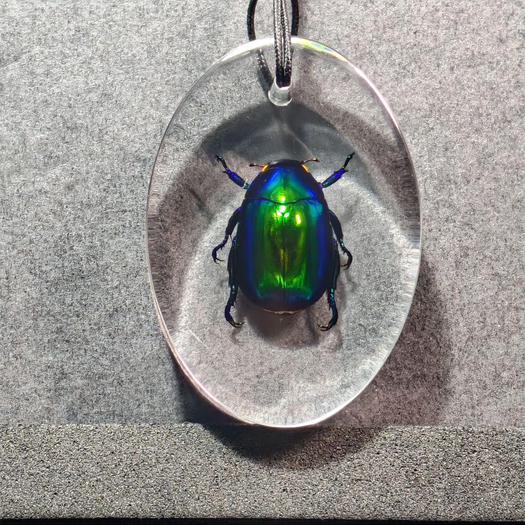 せぼっと様専用 コガネムシ レジン封入標本 - メルカリ