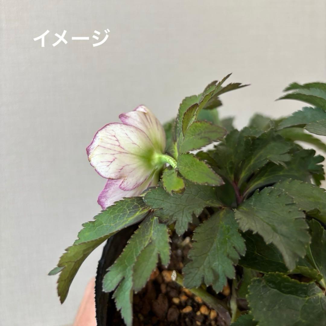 準備中】大木ナーセリー クリスマスローズ ポーセリンSS プリティ