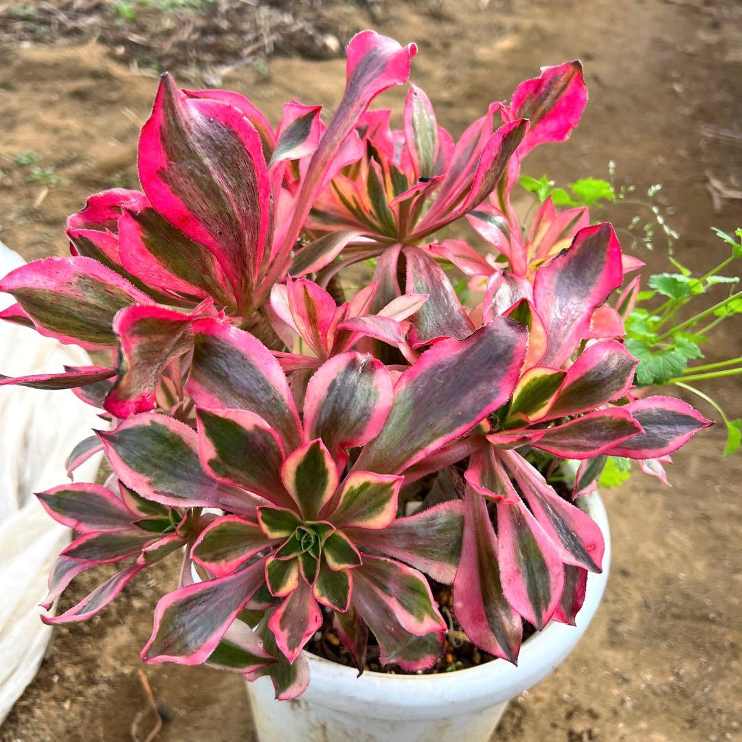 多肉植物。アエオニウム魅影法師錦抜き苗13頭 - メルカリ