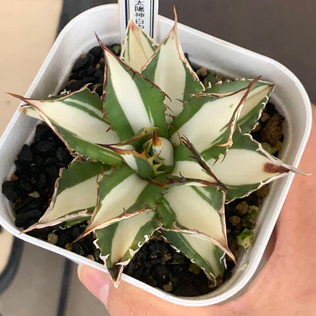 アガベ 地植え 大株 パリー オバティフォリア アメリカーナ ドライガーデン