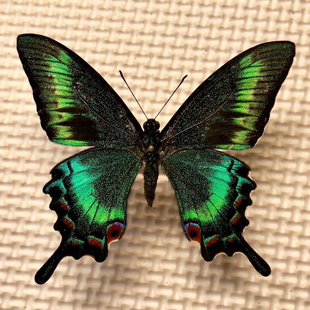 蝶標本 北海道産 格段に綺麗なミヤマカラスアゲハ春型♂ 飼育完品