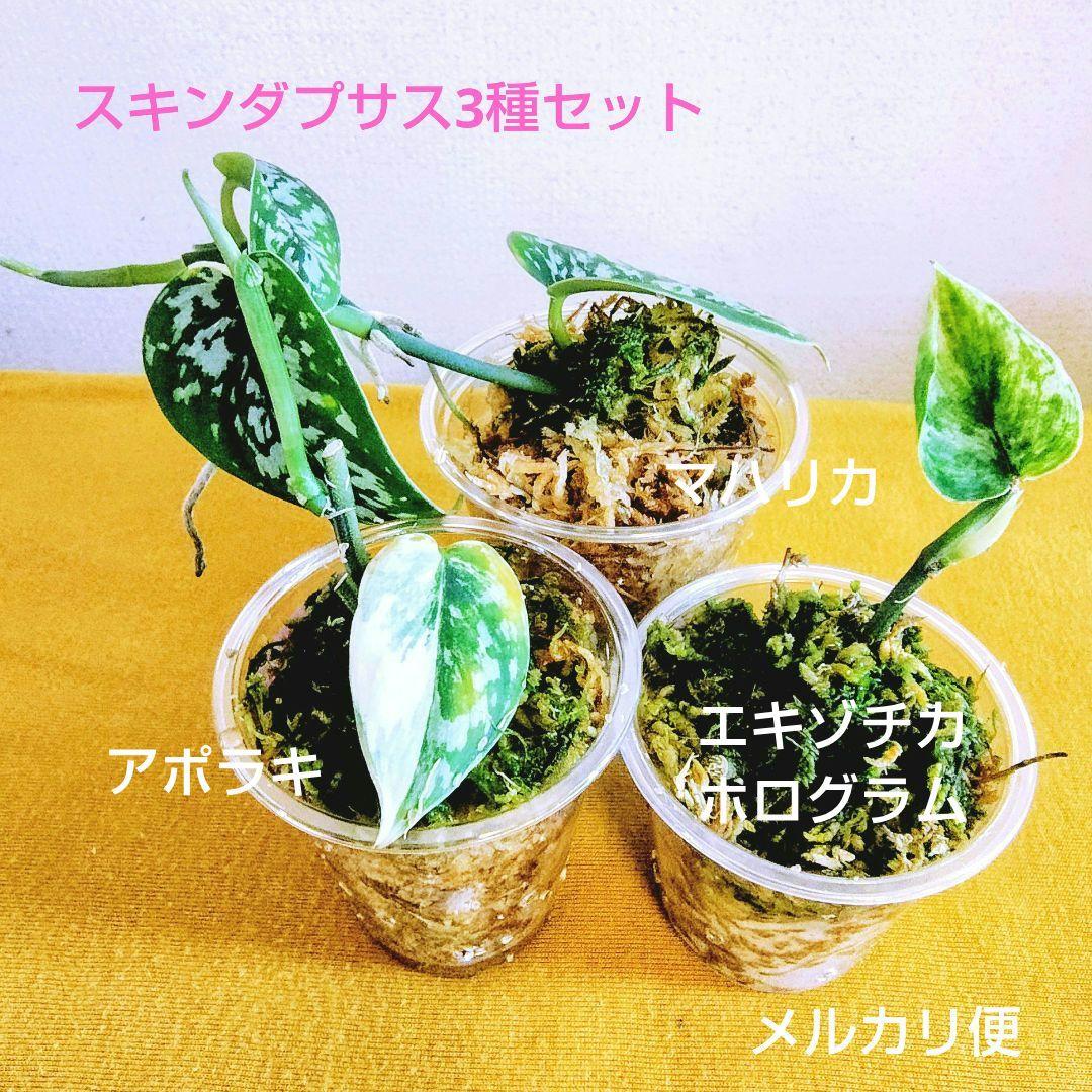 訳あり特価】スキンダプサス 3種セット アポラキ マハリカ ホログラム