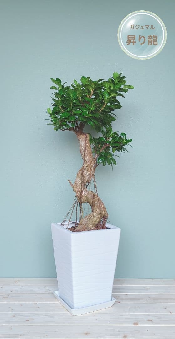 ちかおちゃん専用 ガジュマル•昇り龍 太幹 陶器 鉢