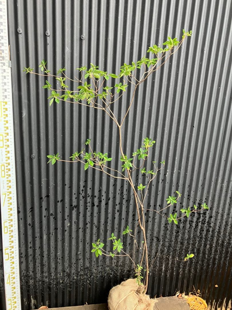 山採り バイカツツジ 3の通販はau PAY マーケット - 輸入雑貨のネット