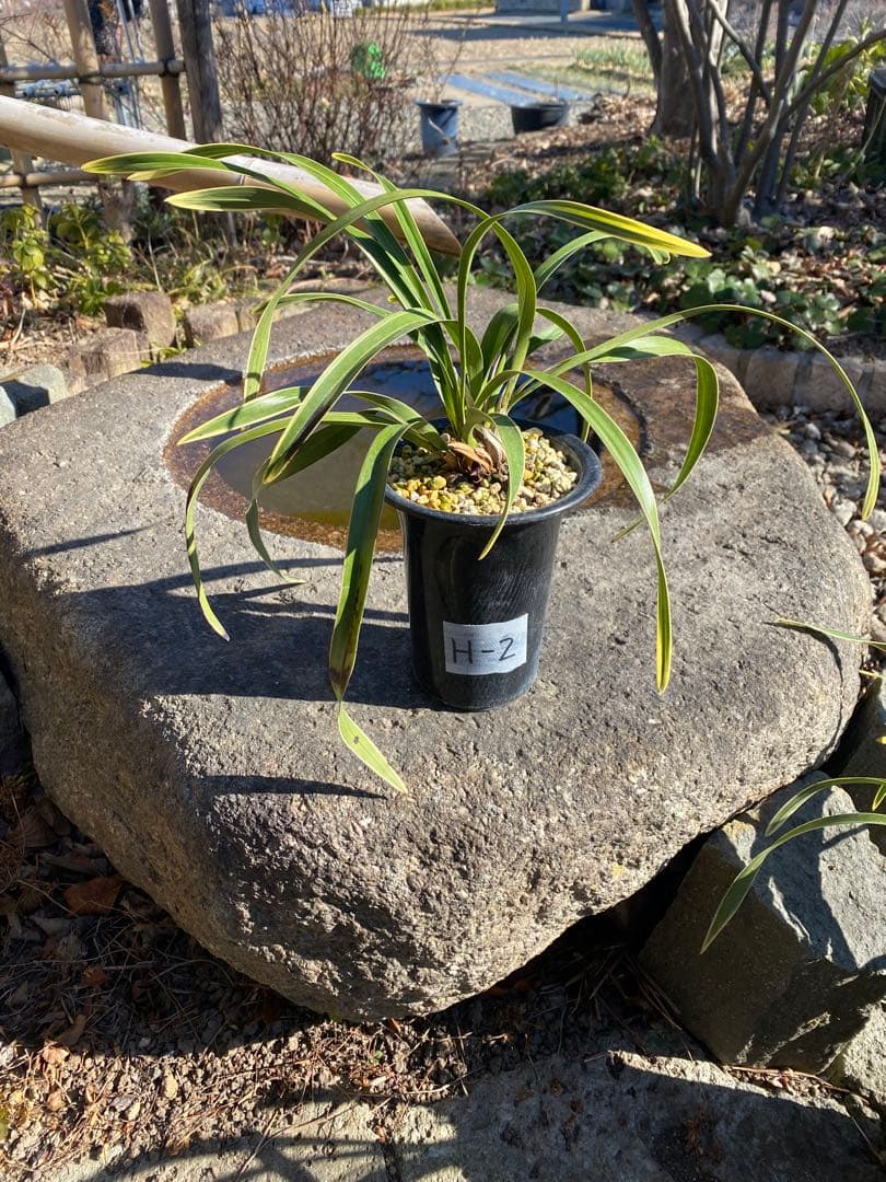 花芽付きキンリョウヘン 日本蜜蜂の蜜蝋サービス