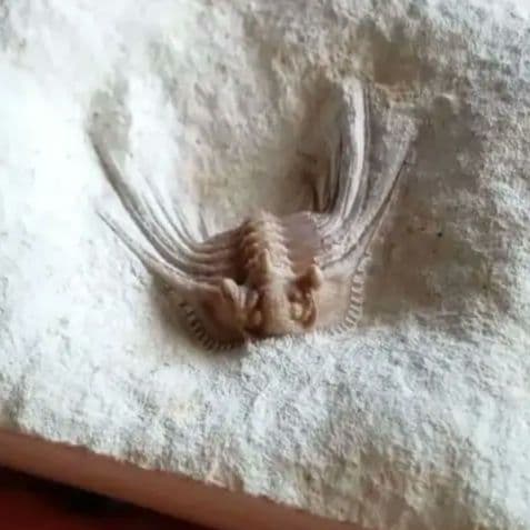 三葉虫　USA　ケトネラスピス　極美　希少