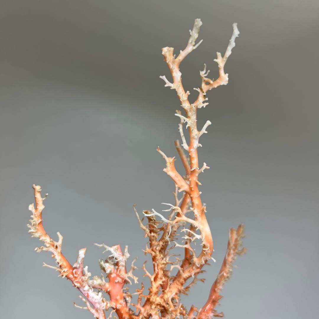 本桃色珊瑚原木　ケース付　東Y7-1209④トヒオ