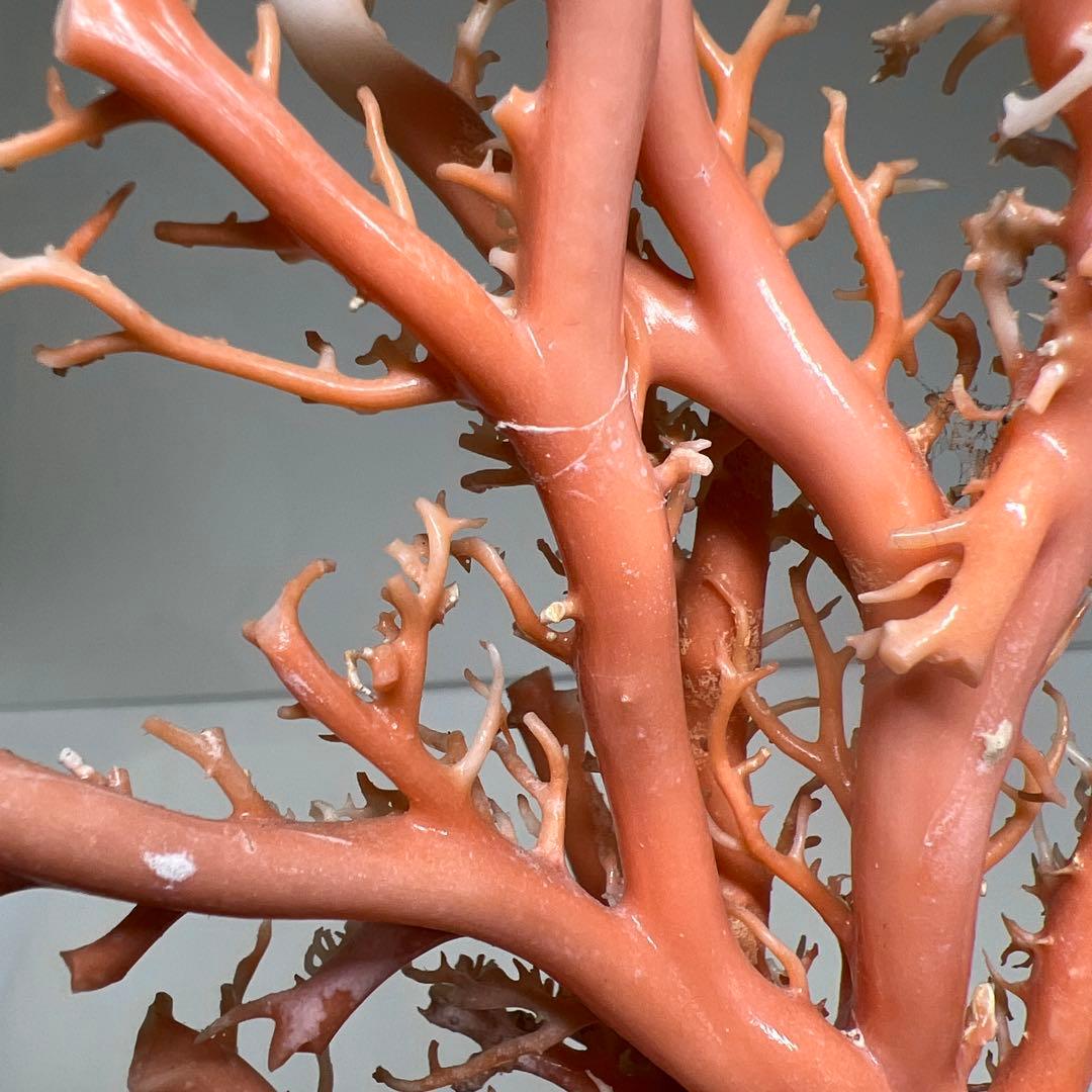 本桃色珊瑚原木　ケース付　東Y7-1209④トヒオ