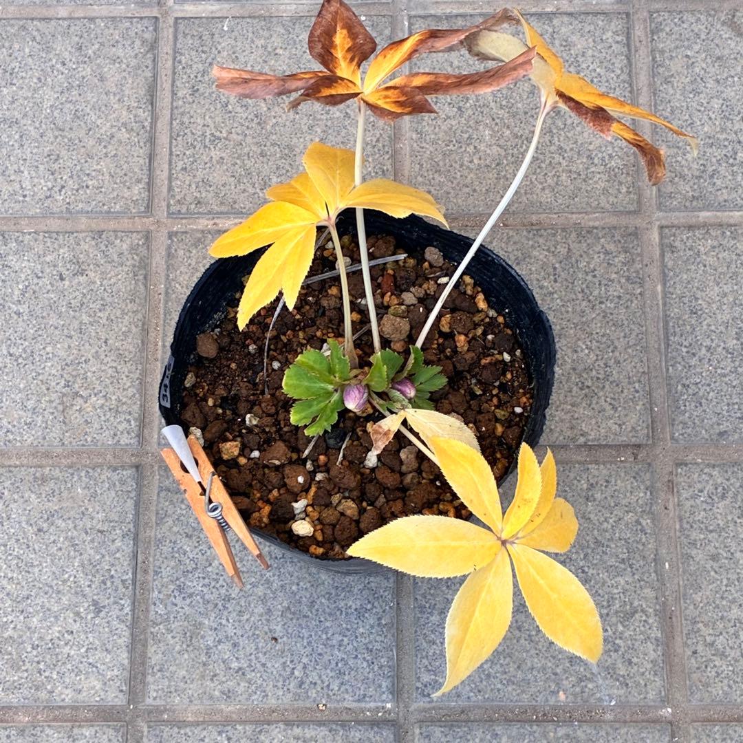 衛*様 3415☘️蕾付き☘️極上☘️⭐️小輪⭐️ ハートSD⭐️オーレア⭐️大