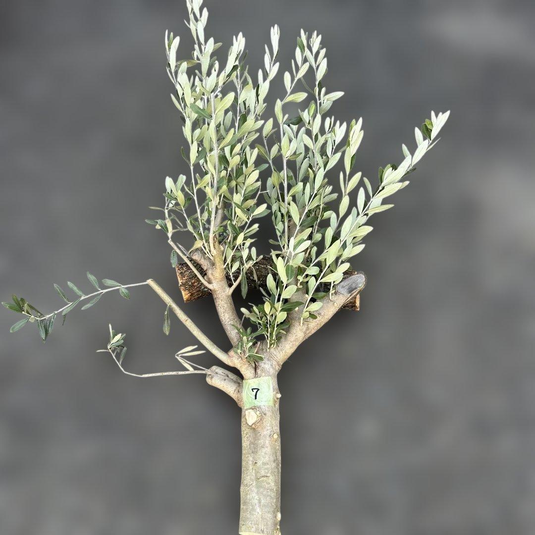 オリーブ 剪定枝 太枝 極太 太木挿し 挿し木 2本 オリーブ太木挿