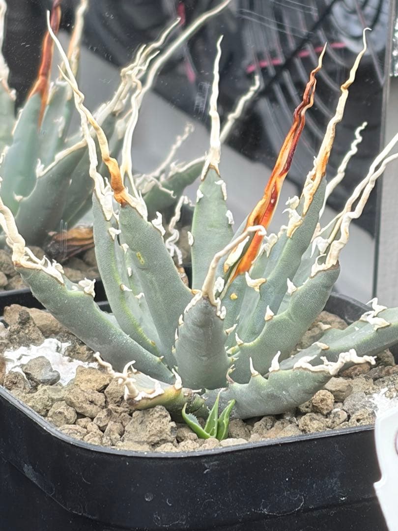 A*O様 アガベ エボリスピナ実生 アガベ エボリスピナ 実生 育成記録｜🍀GreenSnap（グリーンスナップ）