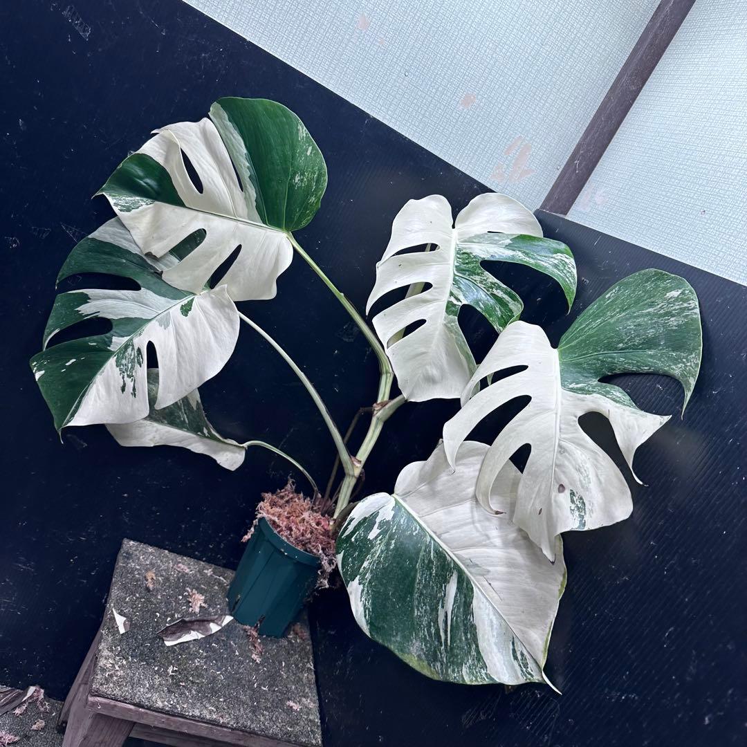 葛*湯様 斑入りモンステラ ホワイトタイガー極美大株59cm白斑多 - メルカリ
