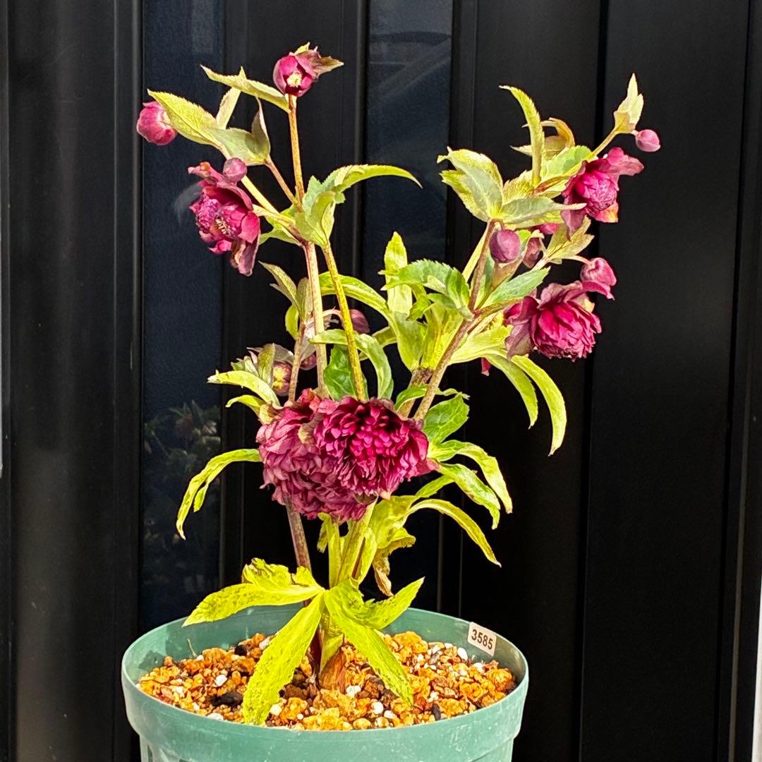 ｍ*a様 585☘️蕾花付☘️トンガリ個性的☘️6号⭐️小中輪⭐️超スーパー多弁